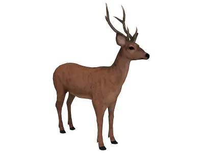 animated deer stag elk Low-poly 3D model