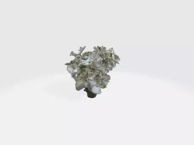 Stephanotis flowers Low-poly 3D model
