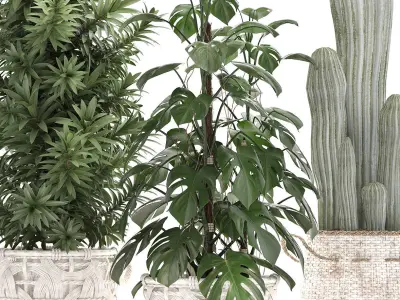 Collection of Exotic plants cactus monsterra 344 3D model