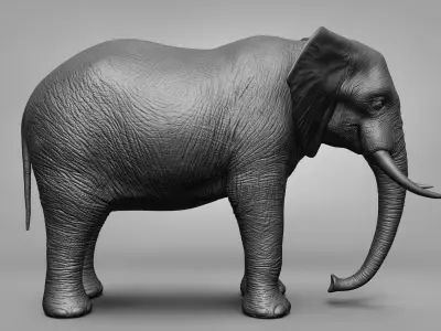 Wild animal collection 3D model