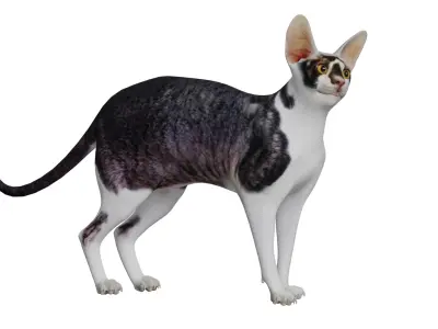 Cornish Rex Cat Low-poly 3D model