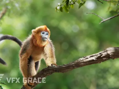 Golden Snub-nosed Monkey Animated 3D model