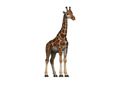 Giraffe Low-poly 3D model 15