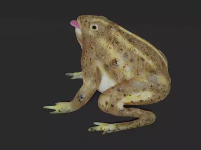 toad 3d frog Low-poly 3D model
