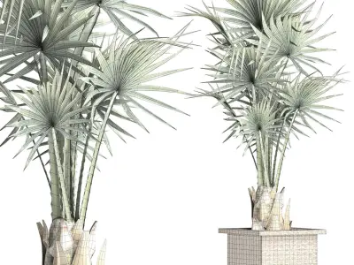 Plants Collection 168 Arabian Sabal Minor 3D model
