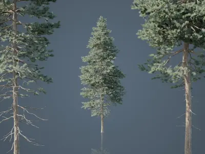 Tall Conifer Trees Low-poly 3D model
