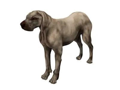 Dog Anatomy with internal organs - 4k textures 3D model