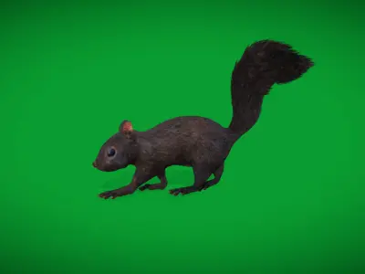 Black Squirrel Low-poly 3D model