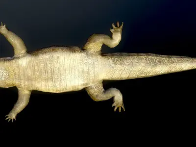 Crocodile Alligator  Cayman Reptilian Vertebrata Chordata  3D model