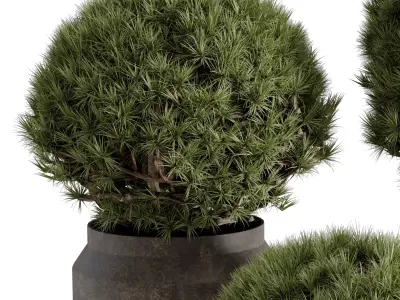  Topiary ball Pine - Outdoor Plants set 238 3D model