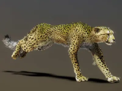 Cheetah 3D model shop