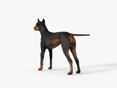 Doberman 3D Dog Rigged 3D model