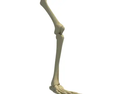 Animal Feet Leg Skeleton  3D model