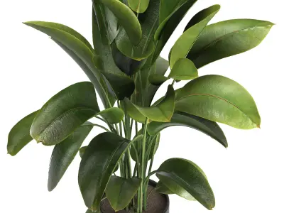 indoor plant 012 3D model