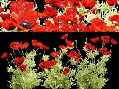 Field poppy 3D model