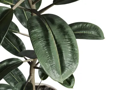 Ficus rubbery plant in wooden vase - Indoor plant 340 Low-poly 3D model