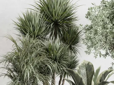 indoor plant set 414 plant ficus elastica tree palm bush Low-poly 3D model