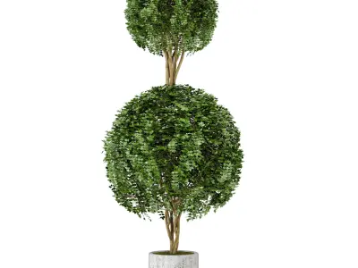 Outdoor Plants in Concrete Pot Set 31  3D model