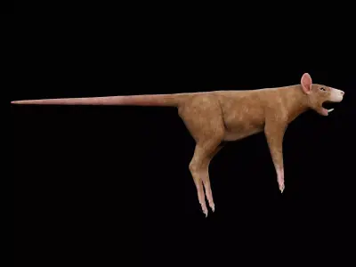 Rat - Animal  Low-poly 3D model