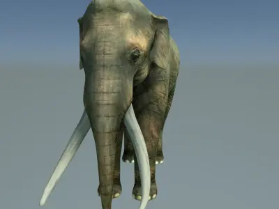 Indian elephant Low-poly 3D model