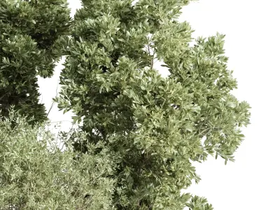 Collection indoor outdoor  plant tree vase dirty concrete 3D model