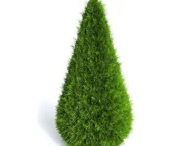 Thuja Shrub VI 3D model