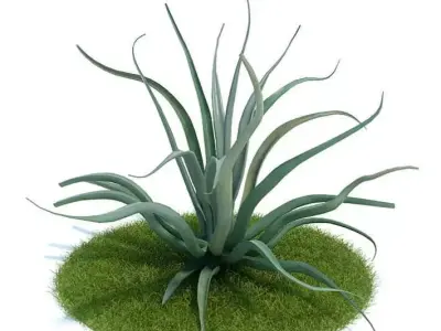Plant Agave Vilmorinian 3D model
