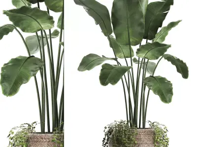 Collection of Exotic Plants banana bush plants round basket 412 3D model