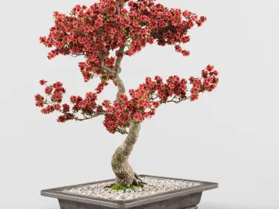 Sakura Bonsai tree 02 3D model