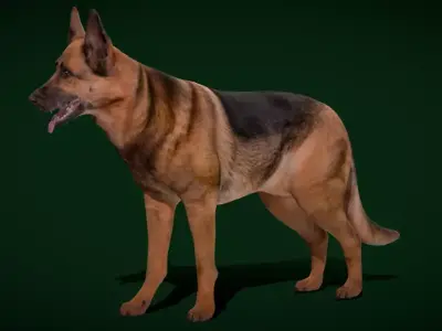 German Shepherd Dog Breed 3D model