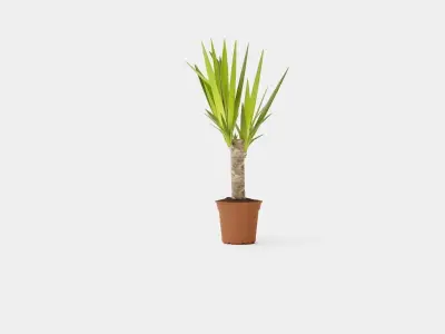 Yucca elephantipes single stem Low-poly 3D model