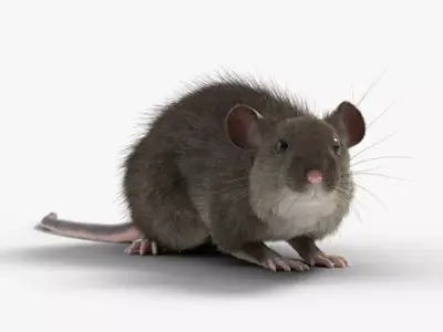 Rat Mouse Rigged  VFX Grace 3D model