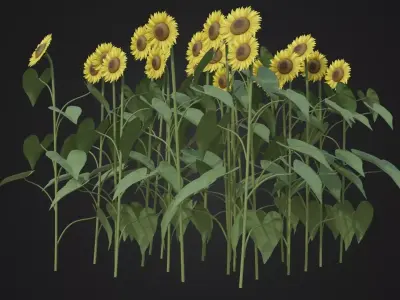 Group of Sunflower Low-poly 3D model