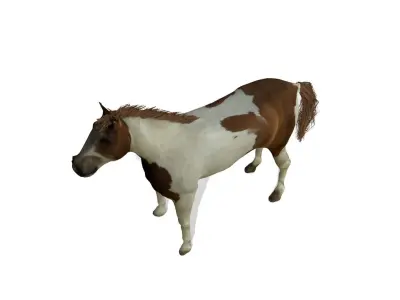 Detailed Paint Horse - Pinto 3D model
