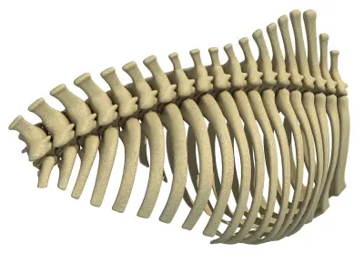3D Animal Rib Cage 91 3D model