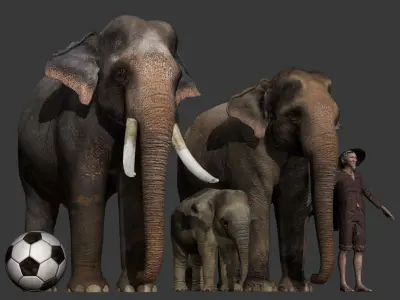 Asian Male Elephant 3D model