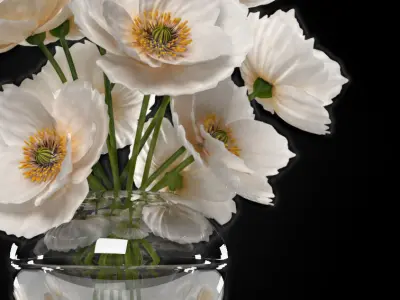  white poppies flowers 3D model