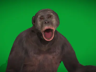 Pygmy Chimpanzee Bonobo Ape Low-poly 3D model