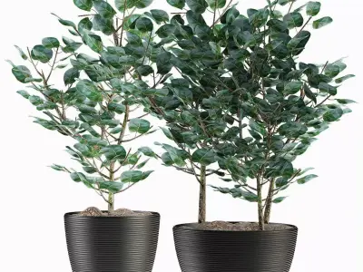 Exotic Plants 3D model