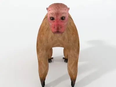 Uakaris monkey Low-poly 3D model