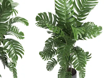 indoor plant 09 3D model