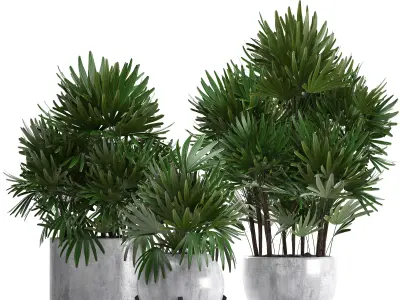 Rhapis palms 3D model