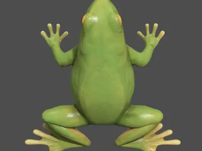 Tree frog Low-poly 3D model