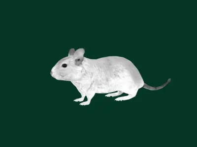 Common Degu Rat Rodents Low-poly 3D model