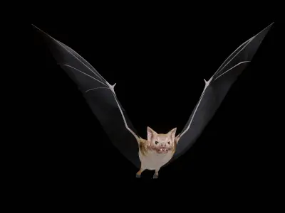 Vampire Bat Low-poly 3D model