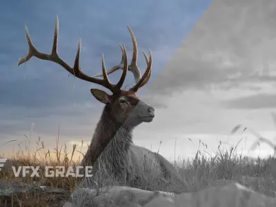 Male Elk Animated VFX Grace 3D model