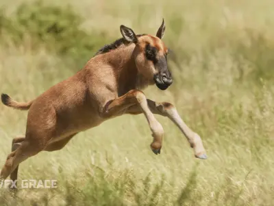 Baby Wildebeest  UE Character Asset 3D model