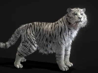 White Tiger 3D model purchase
