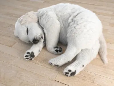 Golden Retriever sleeping dog puppy  3D model