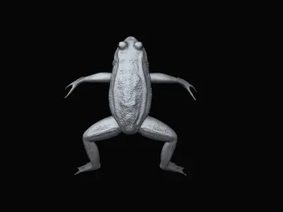 a Frog highpoly model 3D model